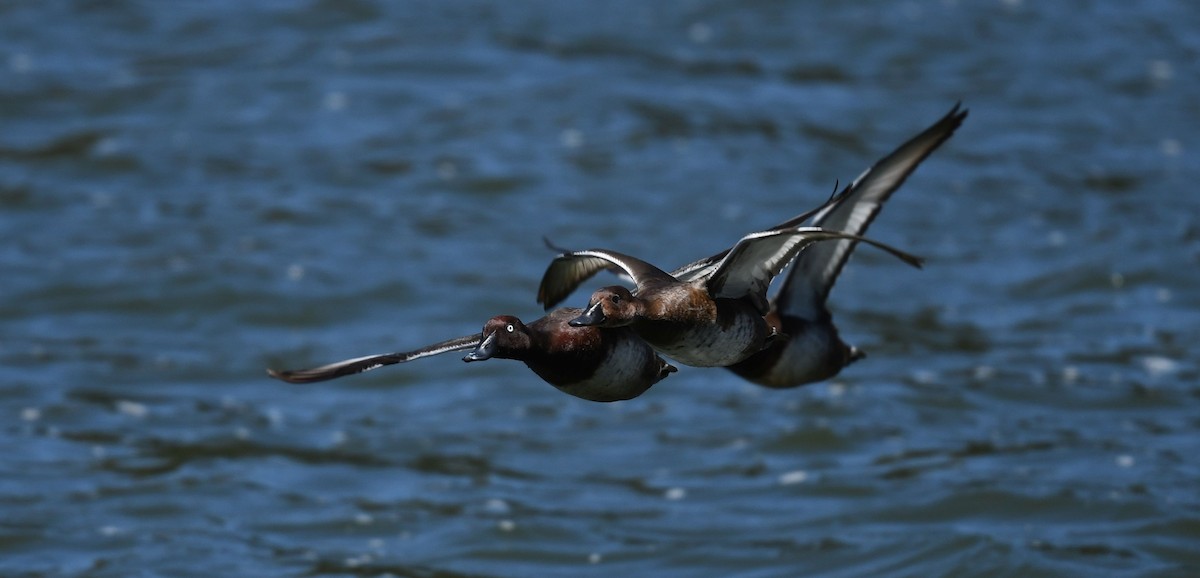 Madagascar Pochard - ML486623311