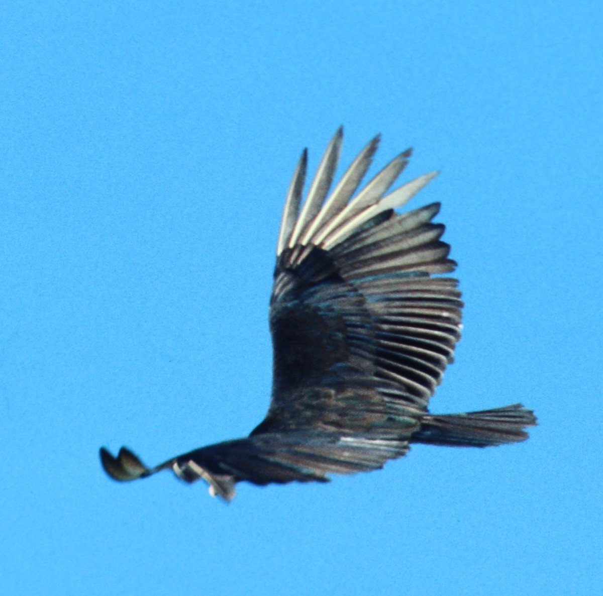 Lesser Yellow-headed Vulture - ML48662571
