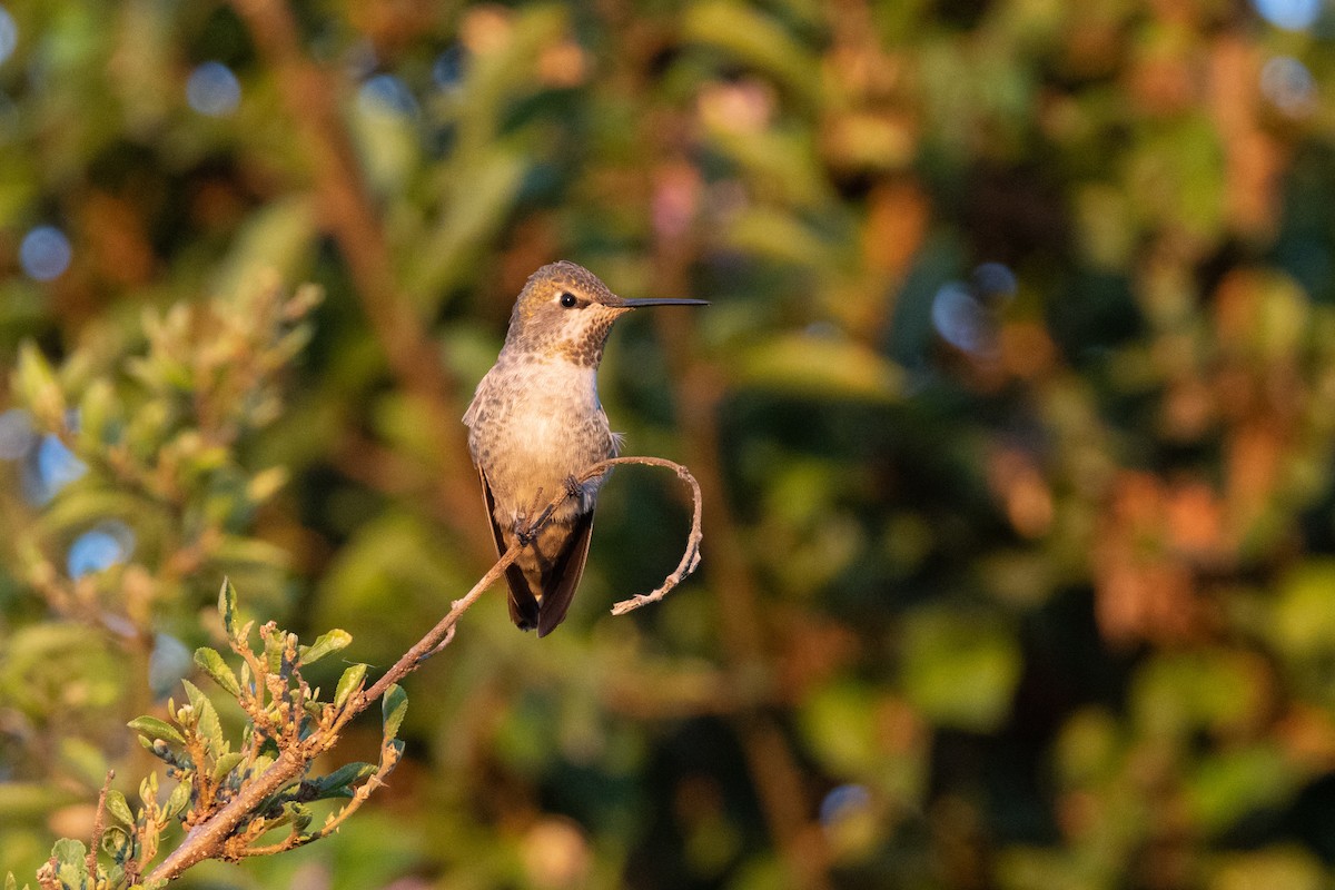 Anna's Hummingbird - ML486625711