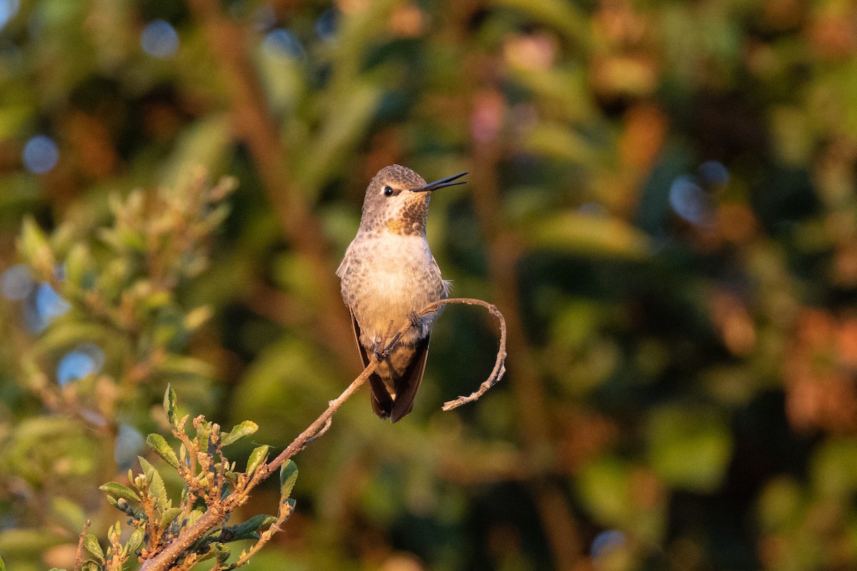 Anna's Hummingbird - ML486625741