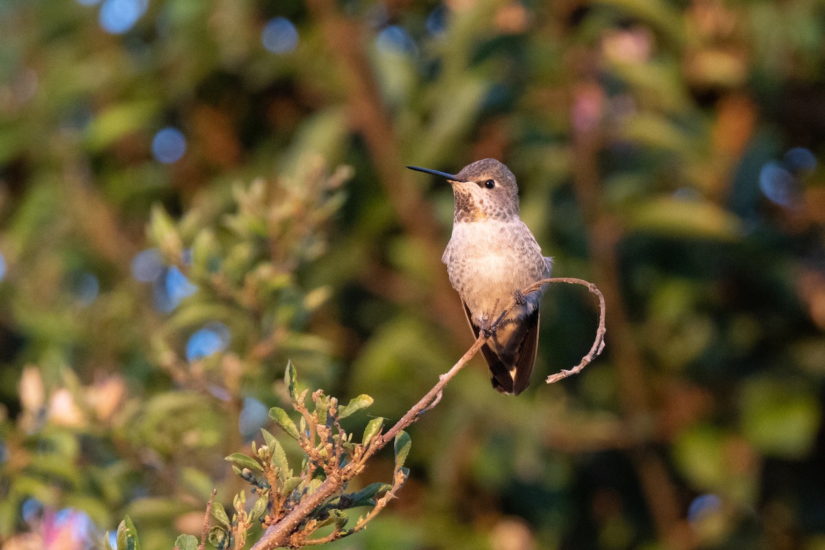 Anna's Hummingbird - ML486625751
