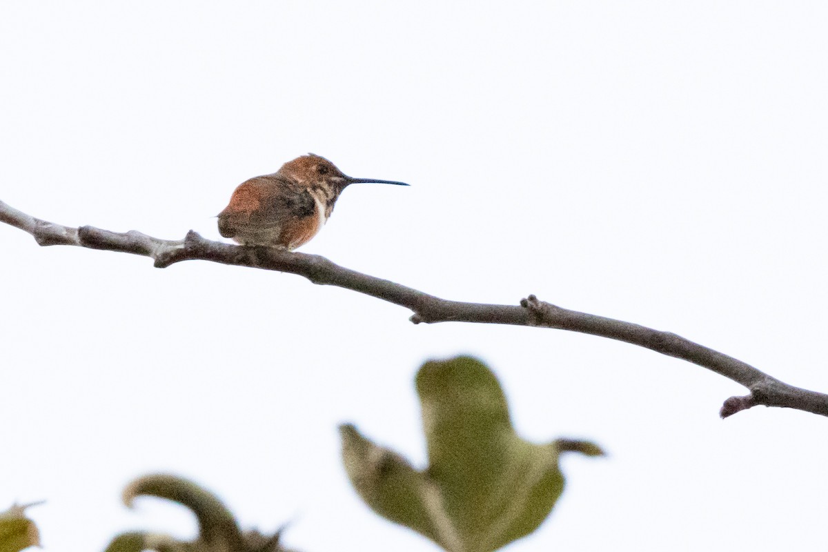 Allen's Hummingbird - John Callender