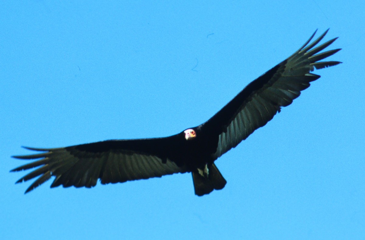Lesser Yellow-headed Vulture - ML48662591