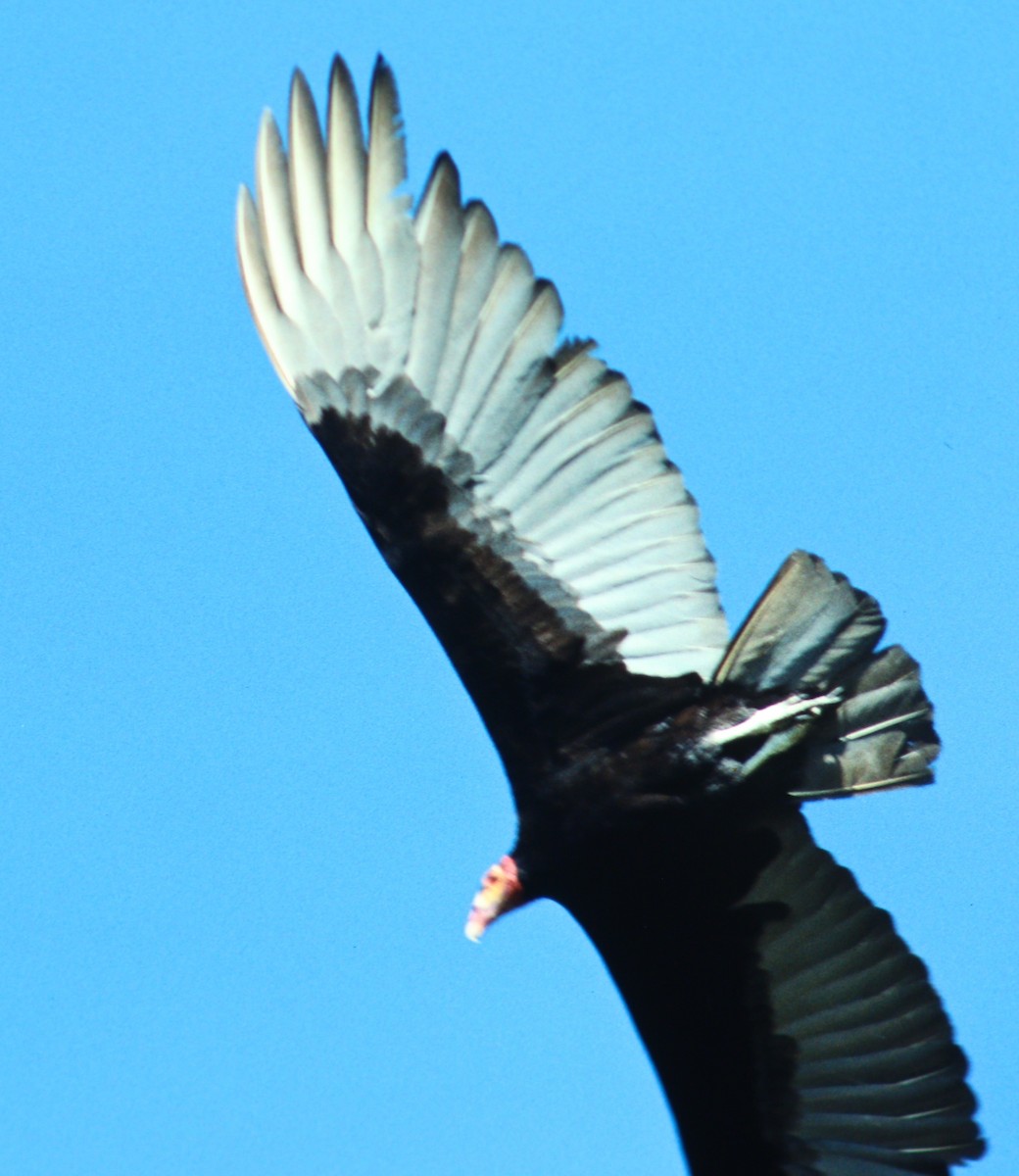 Lesser Yellow-headed Vulture - ML48662601