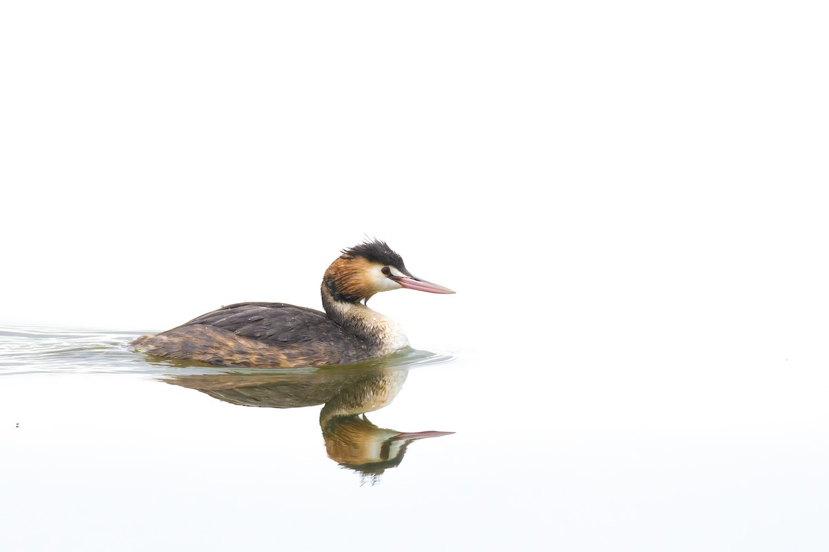 Great Crested Grebe - ML486626031