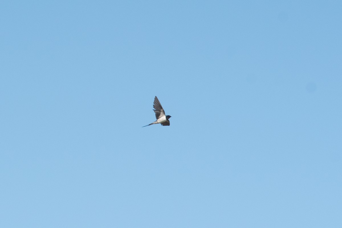 Barn Swallow (White-bellied) - ML486626421