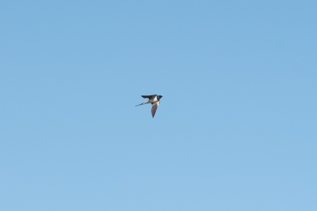 Barn Swallow (White-bellied) - ML486626431