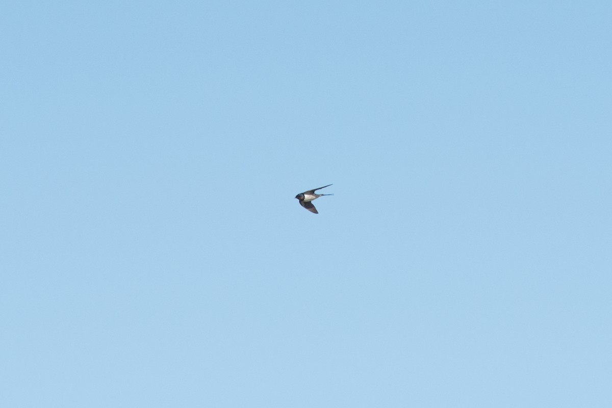 Barn Swallow (White-bellied) - ML486626441