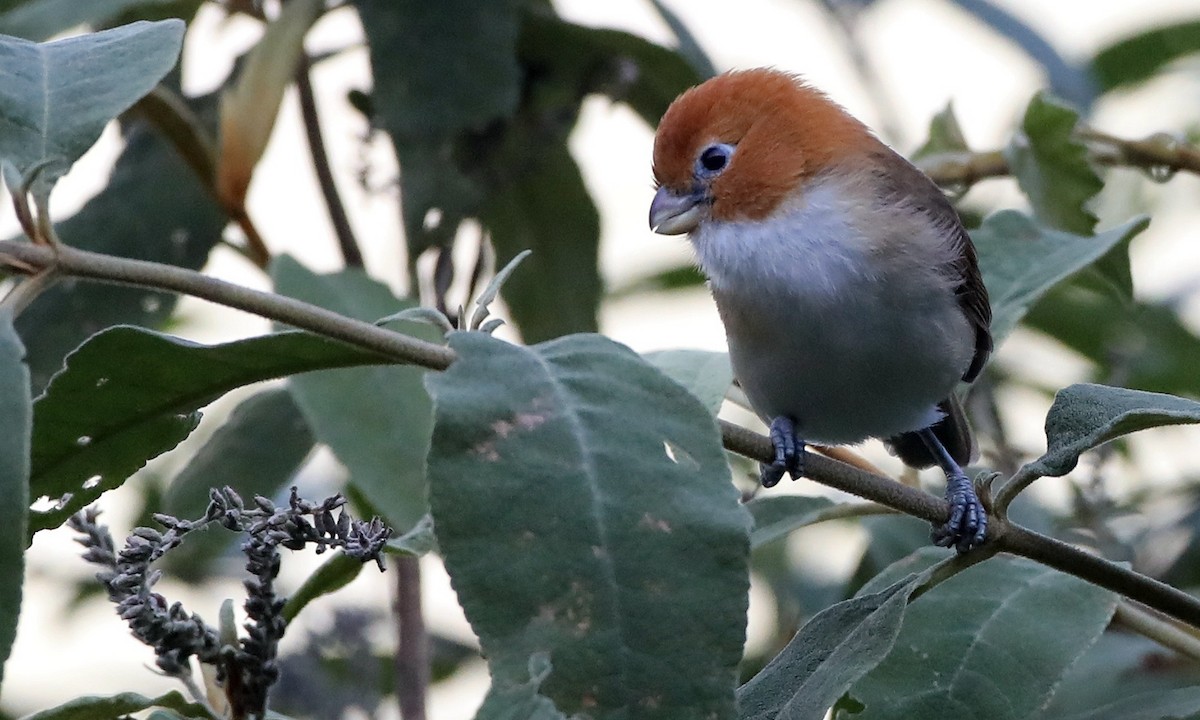 White-breasted Parrotbill - ML486629411