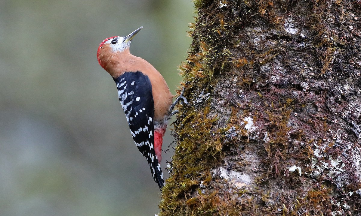 Rufous-bellied Woodpecker - Jun Tang