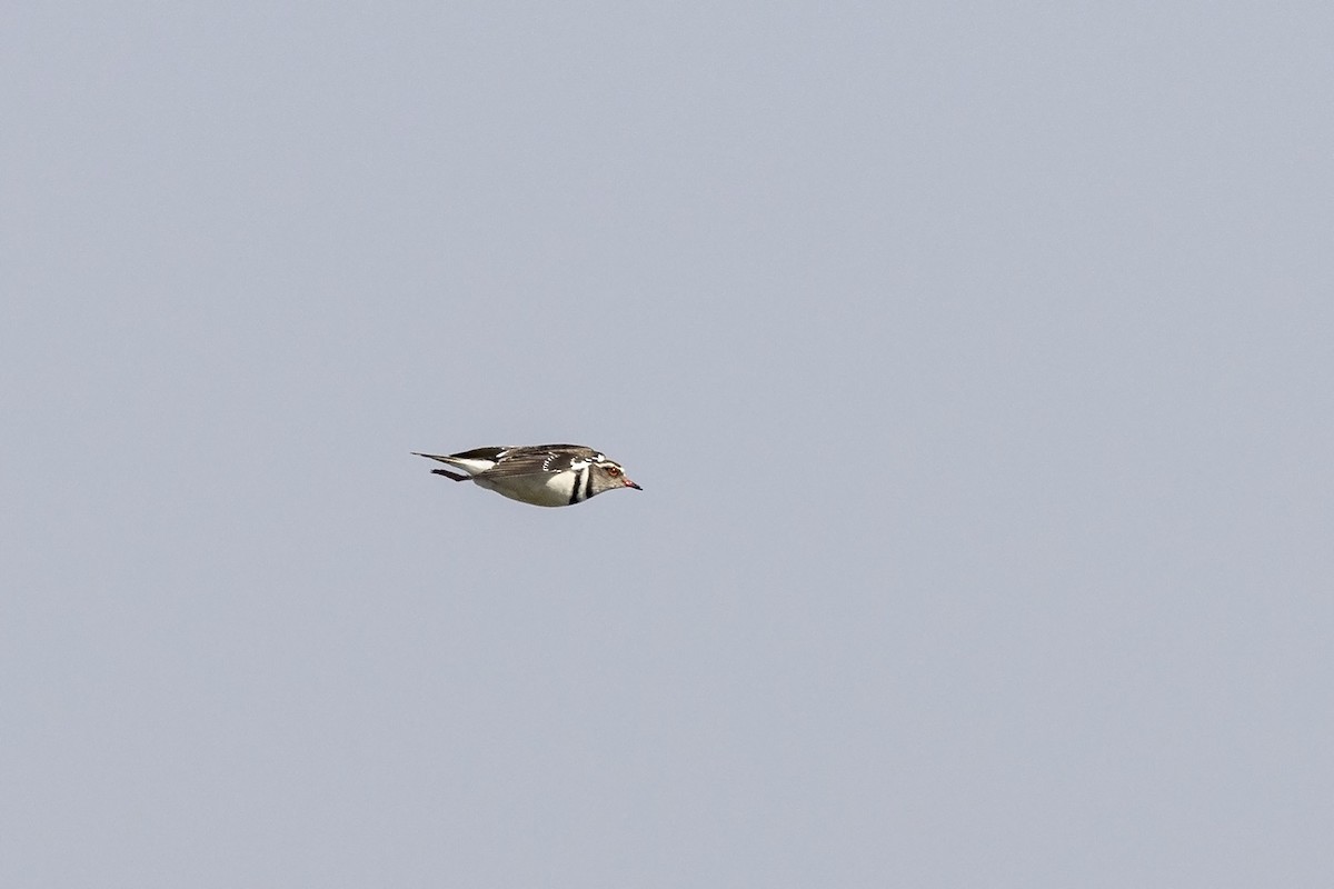 Three-banded Plover (African) - ML486630631