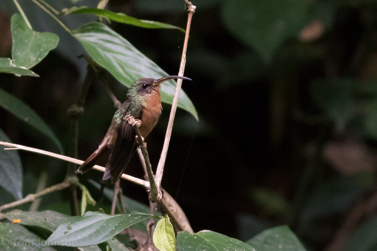 Rufous-breasted Hermit - Tom Johnson