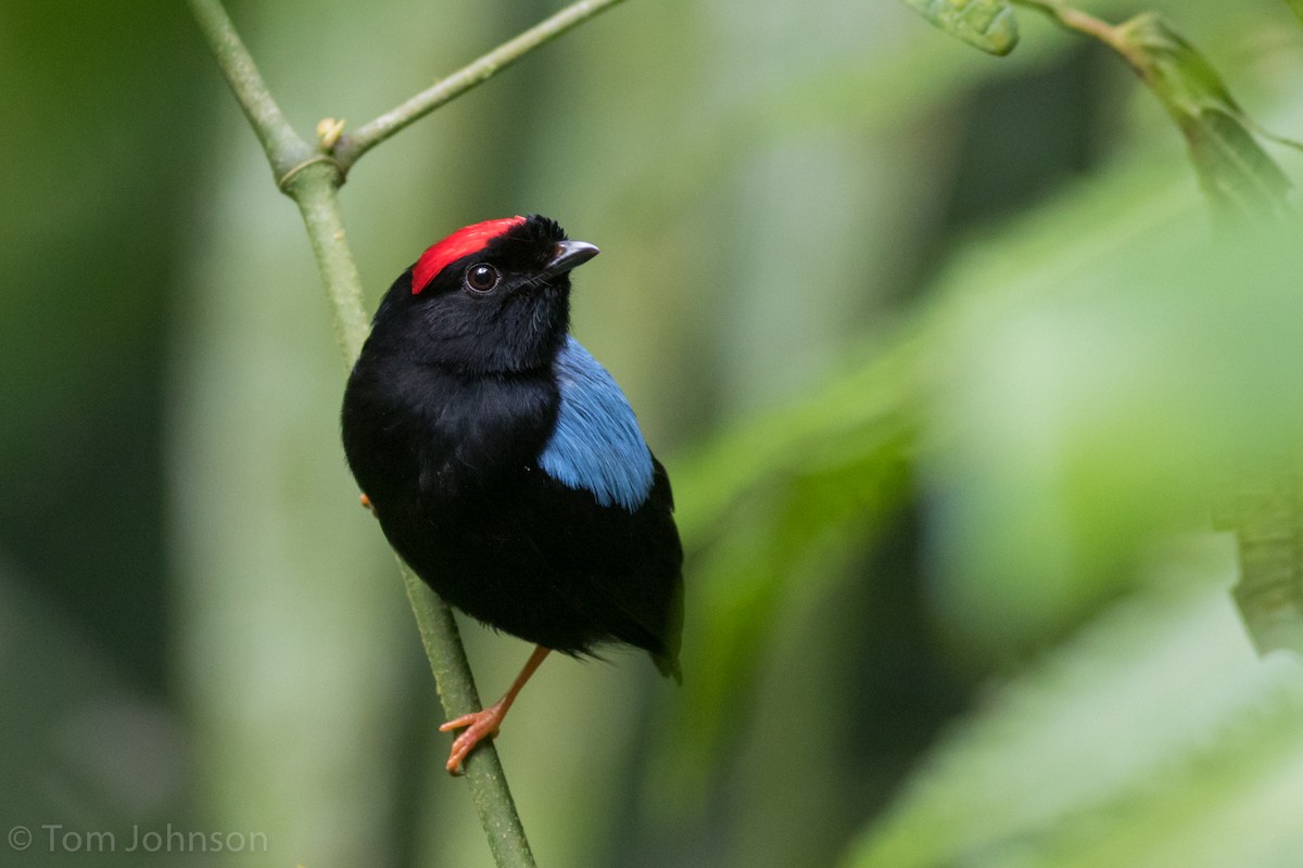 Blue-backed Manakin - Tom Johnson