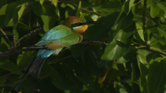Rainbow Bee-eater - ML486639