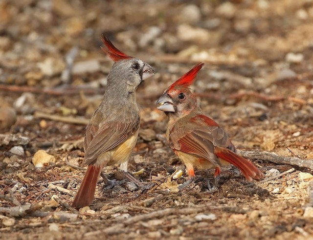Adult female (left) feeding juvenile (right). - Vermilion Cardinal - 