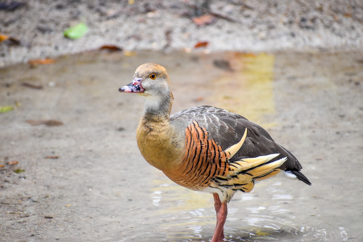 Plumed Whistling-Duck - Nick Rogers