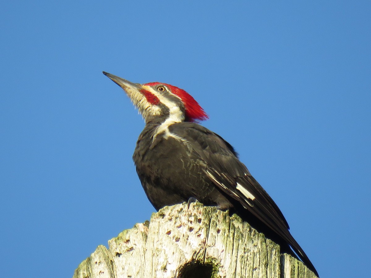 Pileated Woodpecker - Marc Ribaudo