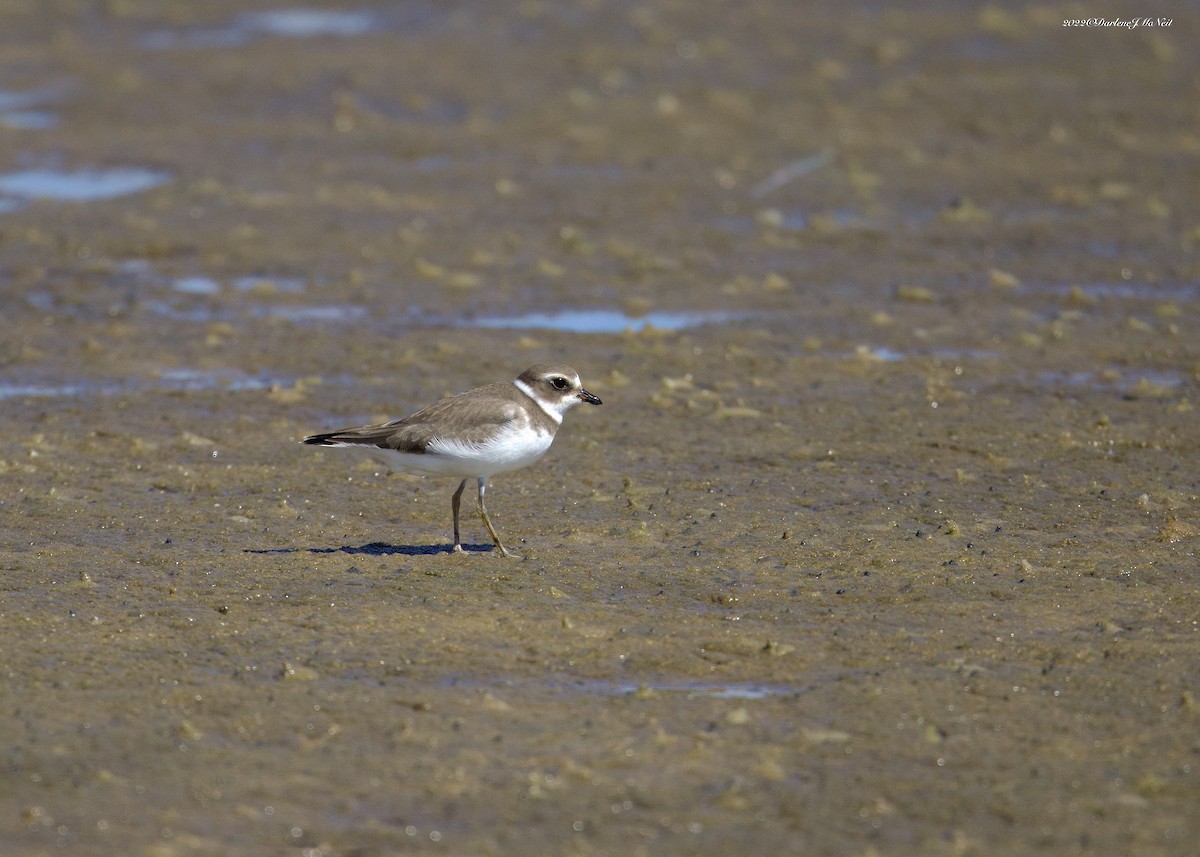 Semipalmated Plover - ML486666911