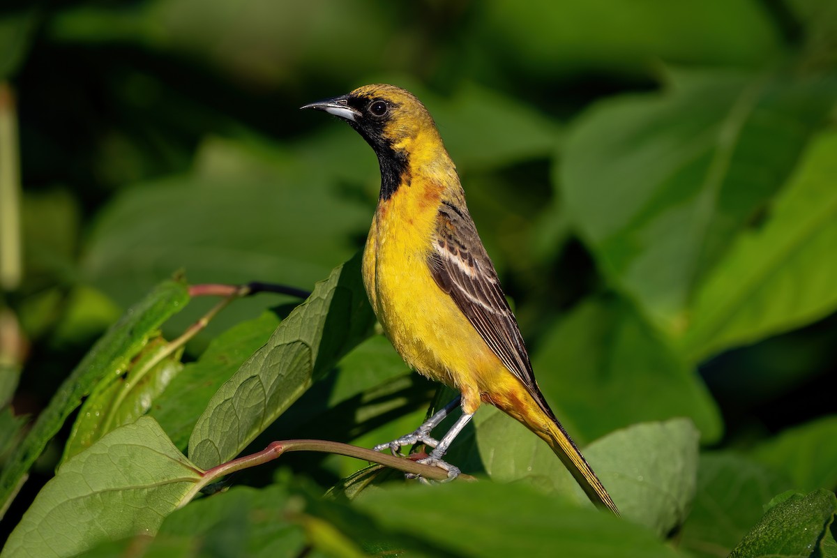 Orchard Oriole - ML486673881