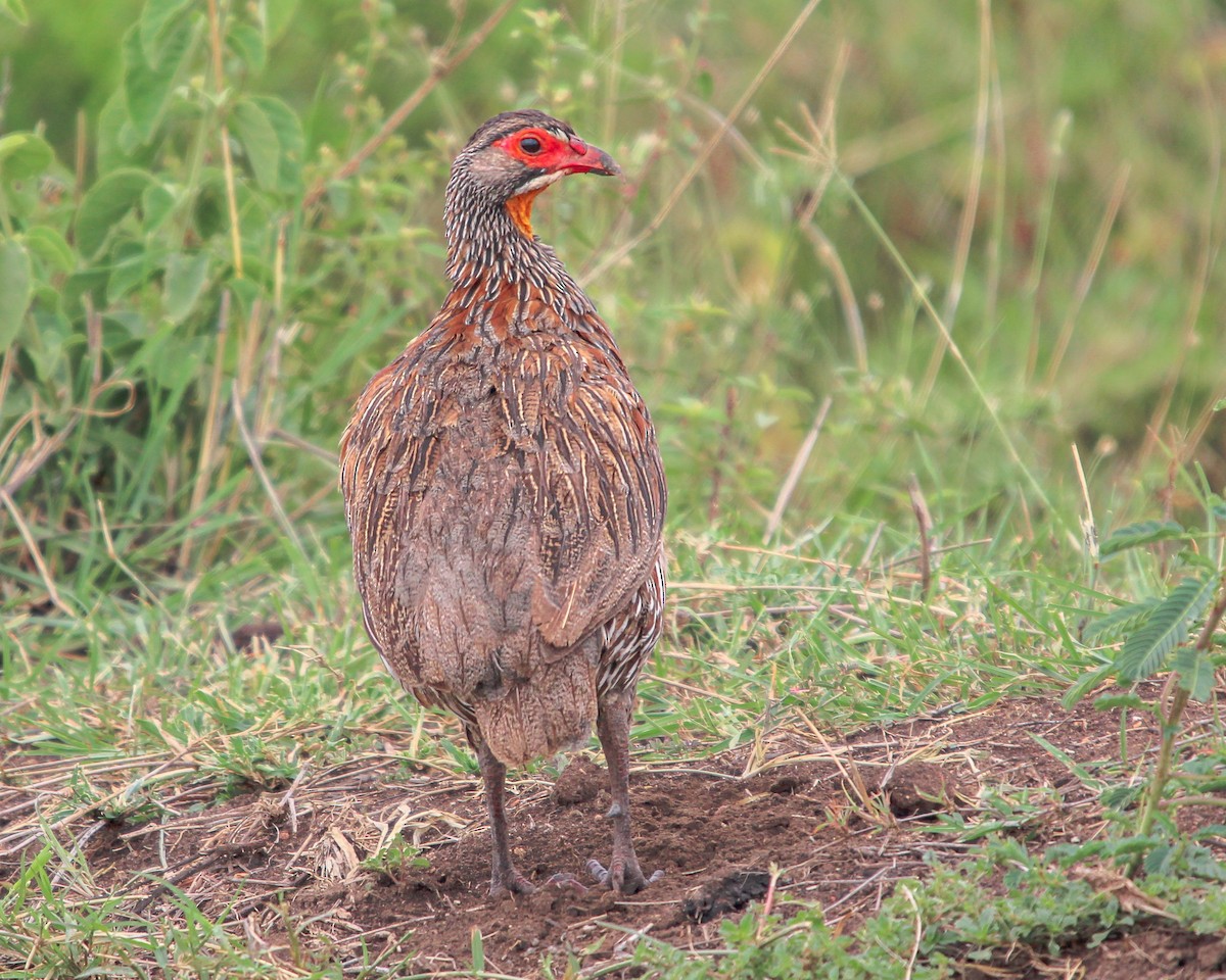Gray-breasted Spurfowl - ML486674841