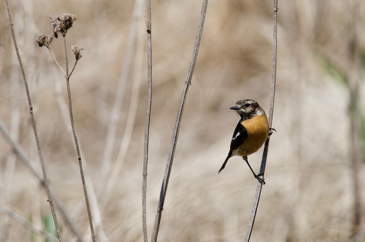 African Stonechat - ML486680071