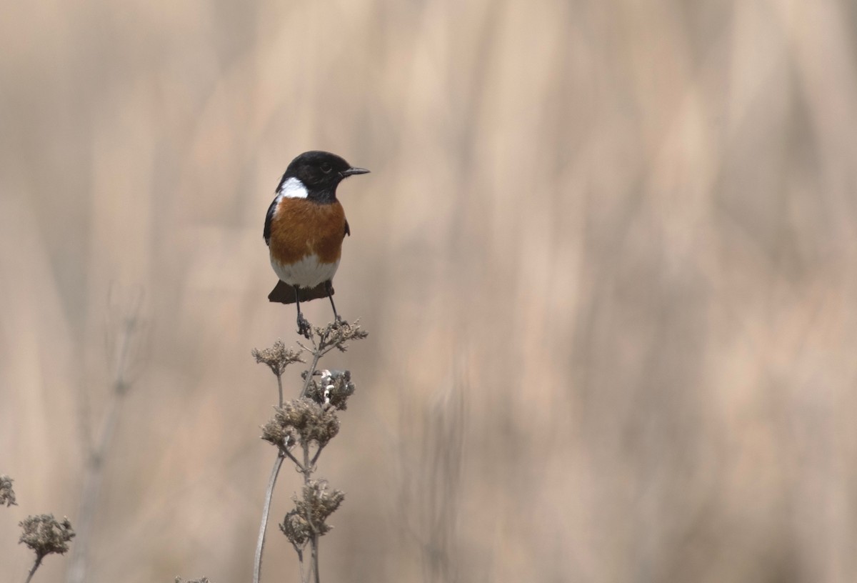 African Stonechat - ML486680091