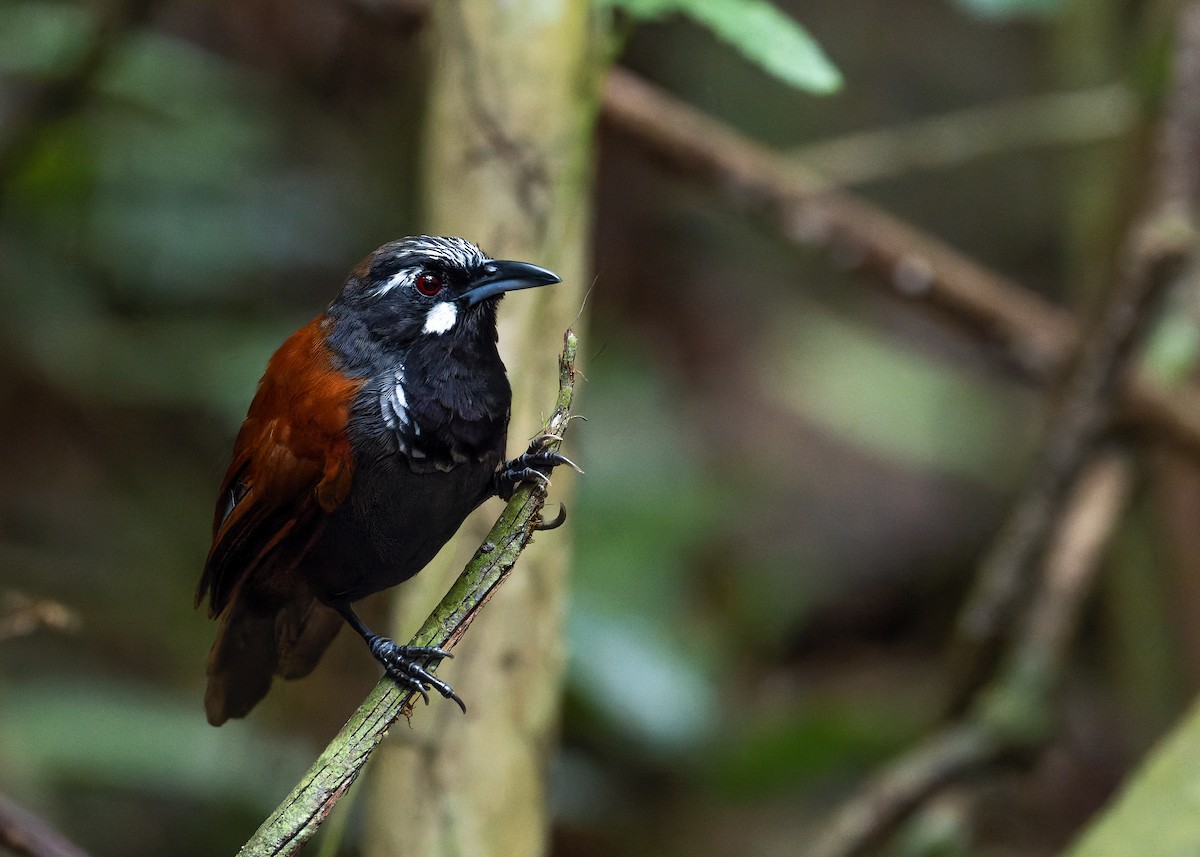 Black-throated Babbler - Rongrong Angkaew