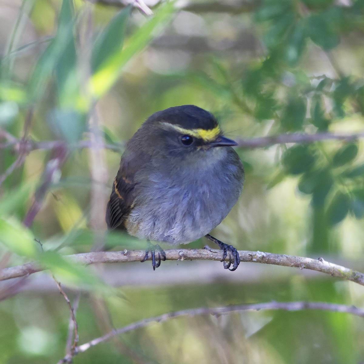 Golden-browed Chat-Tyrant - ML486687841