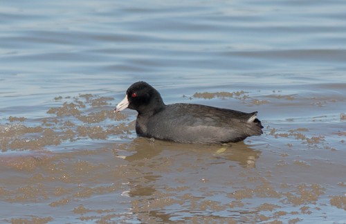 American Coot - Joel Strong