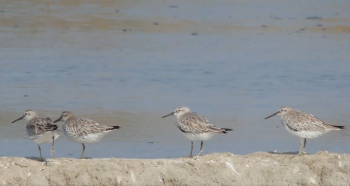 Great Knot - ML486692661