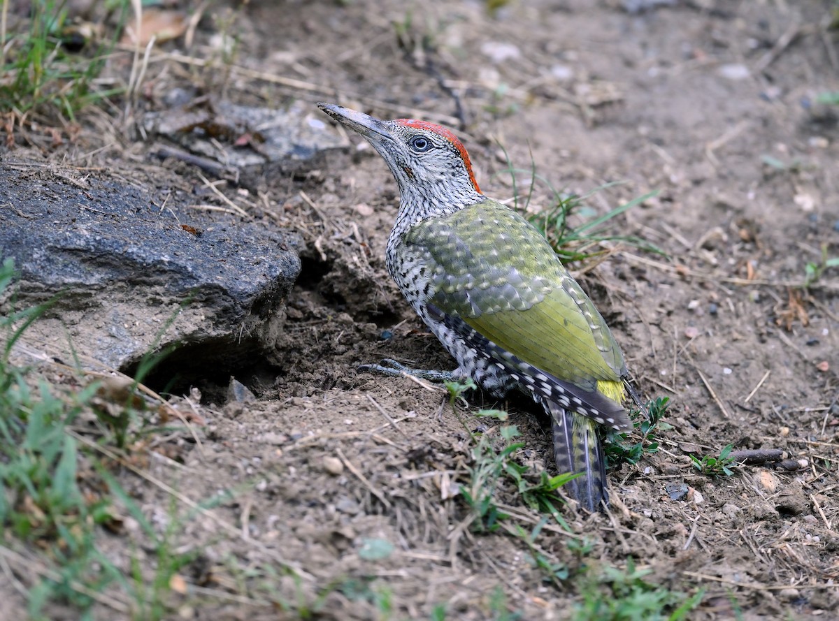Eurasian Green Woodpecker - ML486694771
