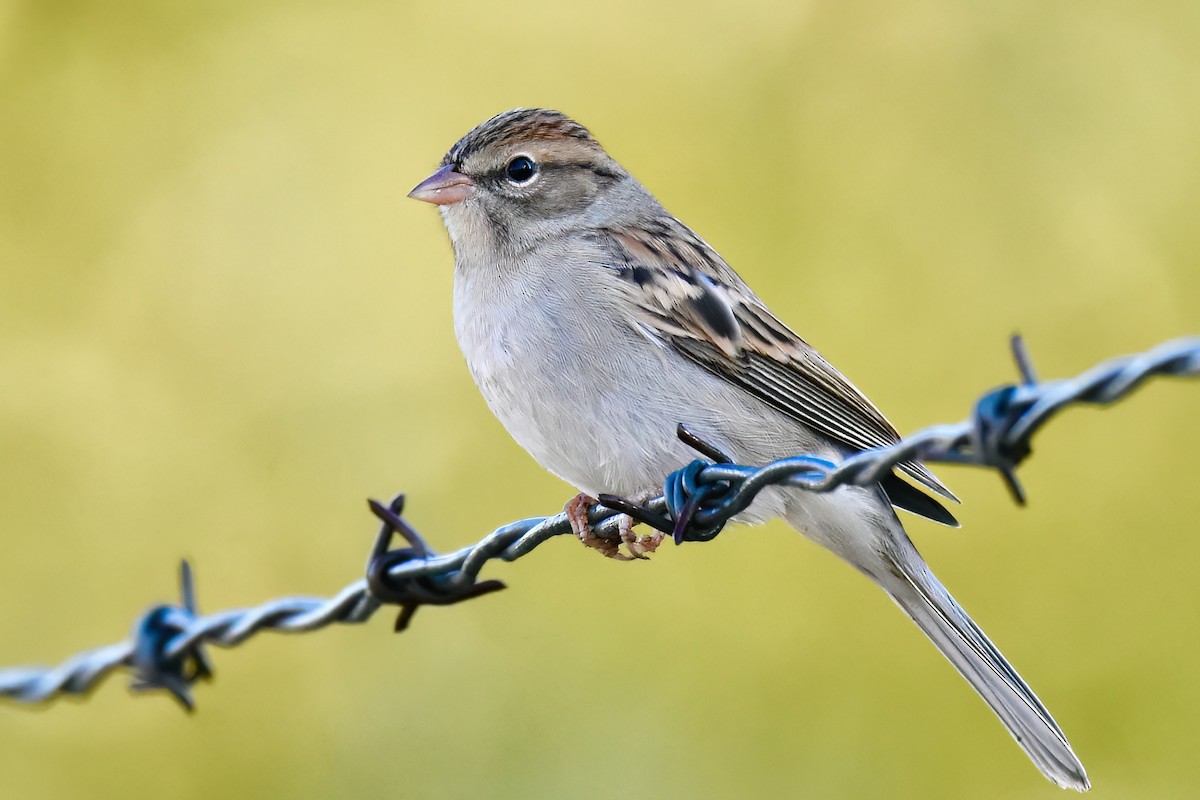 Chipping Sparrow - ML486713571