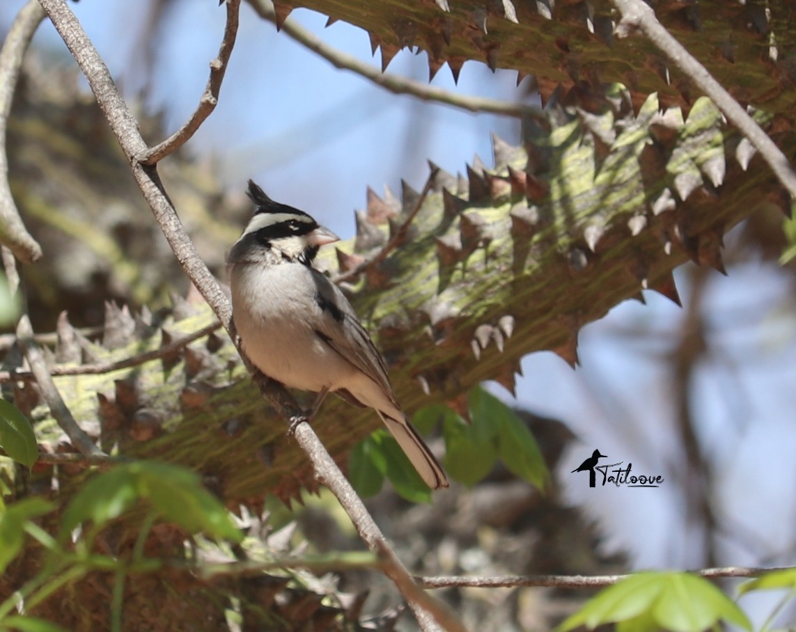 Black-crested Finch - ML486718051