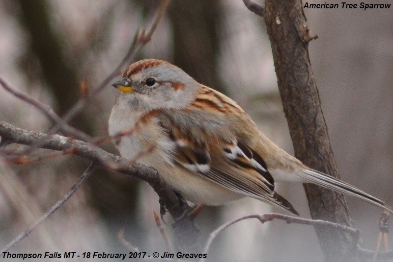 American Tree Sparrow - Jim Greaves