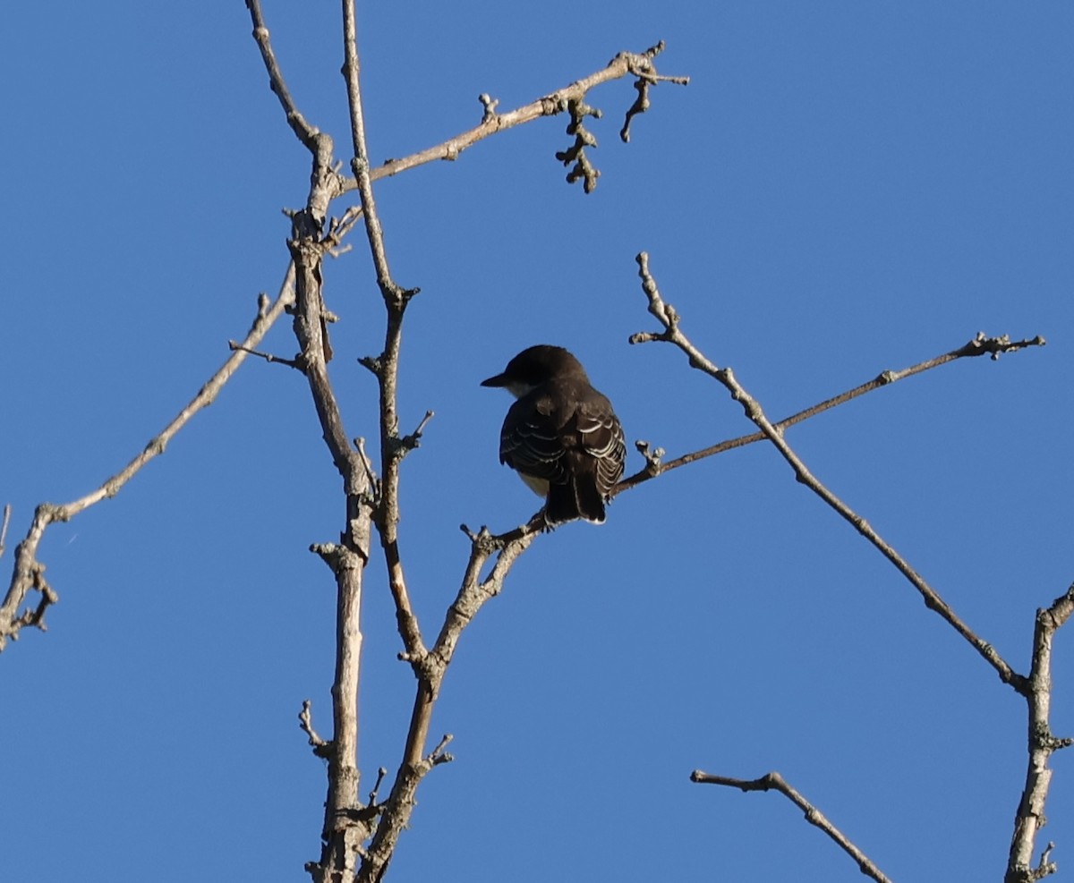 eBird Checklist - 23 Sep 2022 - Brumley Nature Preserve--North - 50 ...