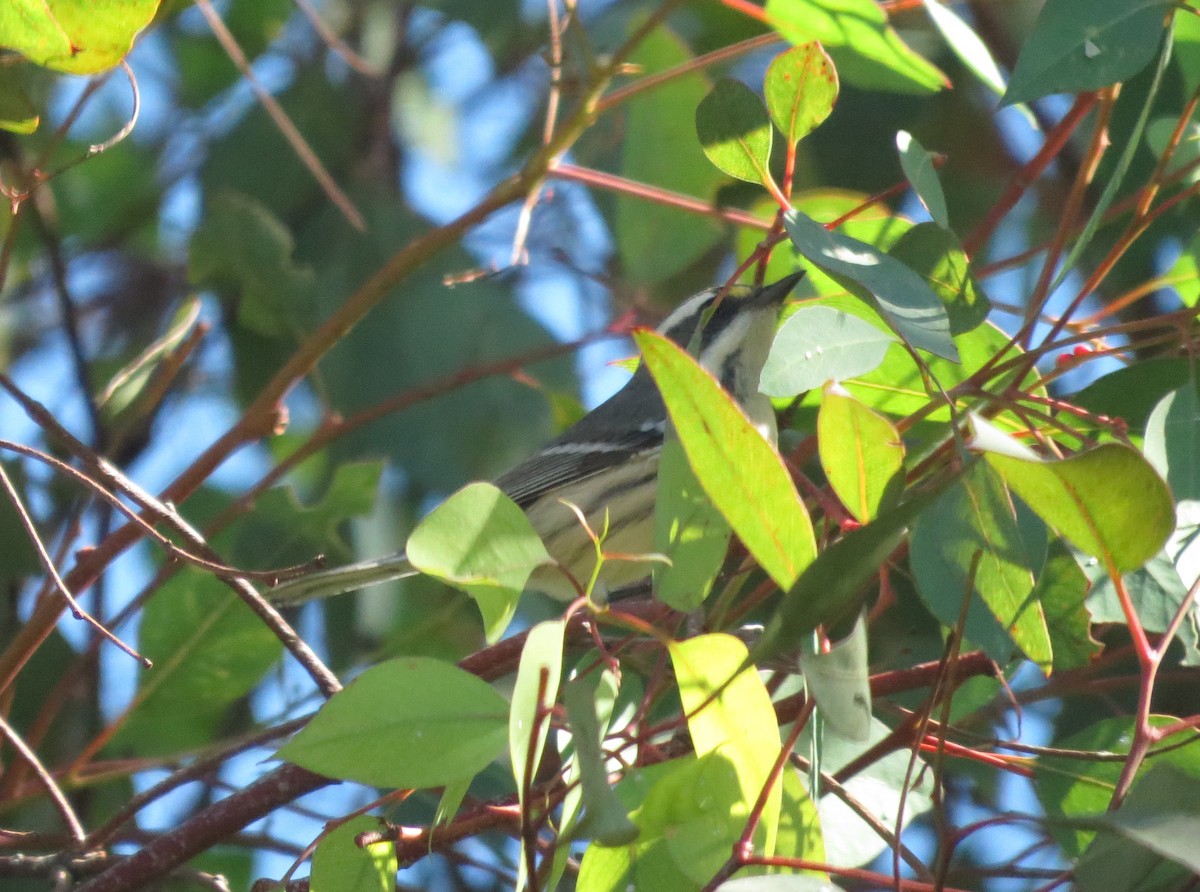 Black-throated Gray Warbler - ML486735301