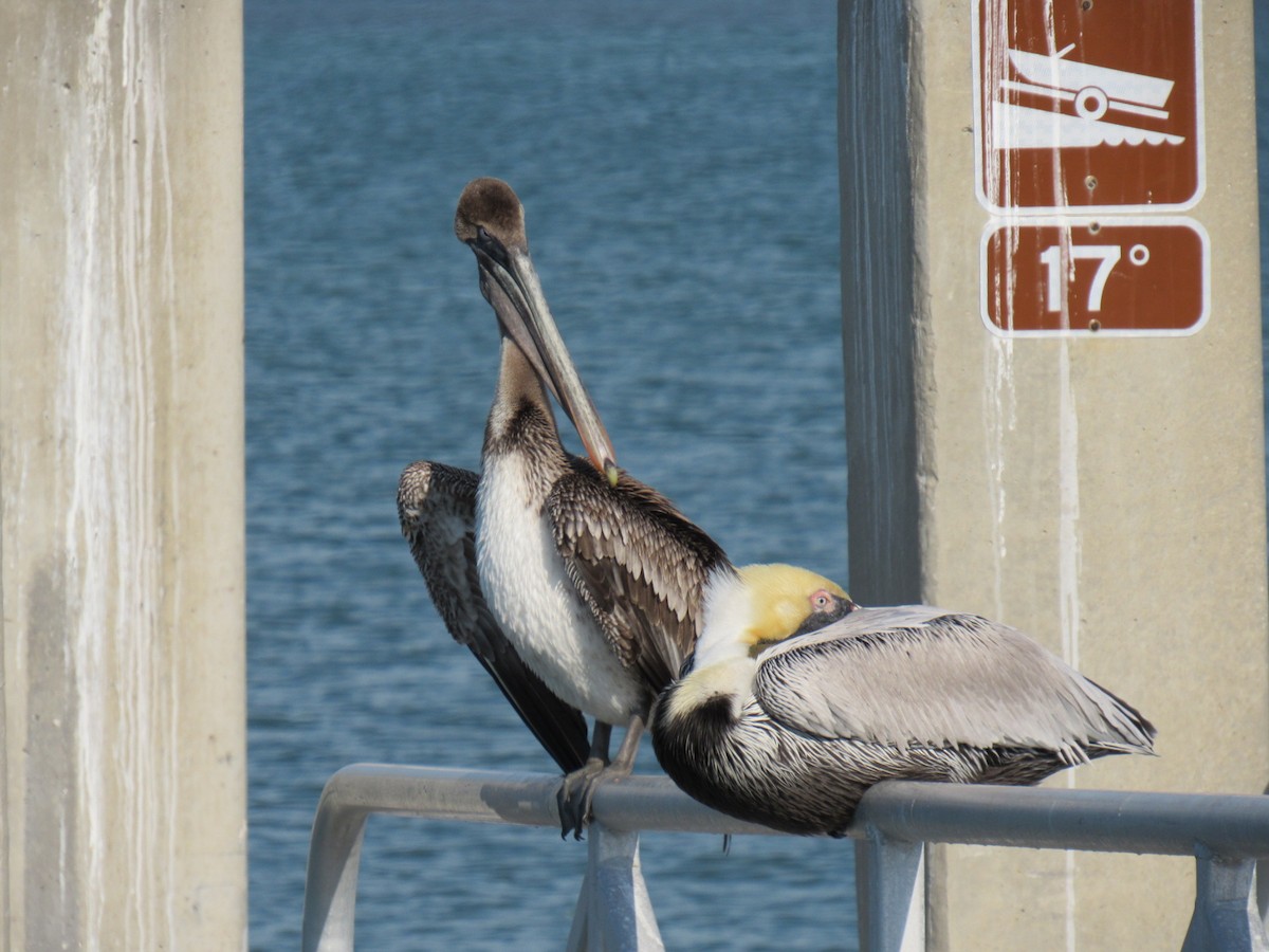 Brown Pelican (Atlantic) - Eric Plage