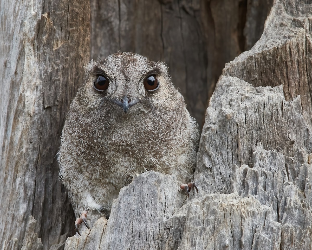 Australian Owlet-nightjar - Bill O’Brien