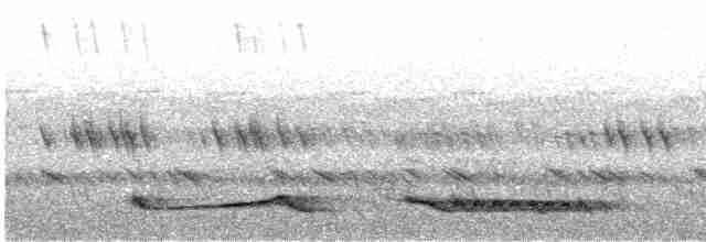 Ötücü Çobanaldatan (nigriscapularis) - ML486744881