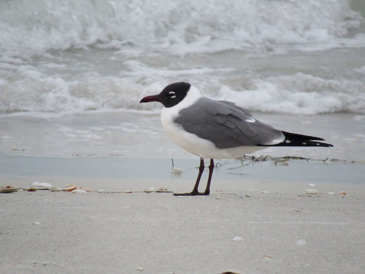 Laughing Gull - Eric Plage