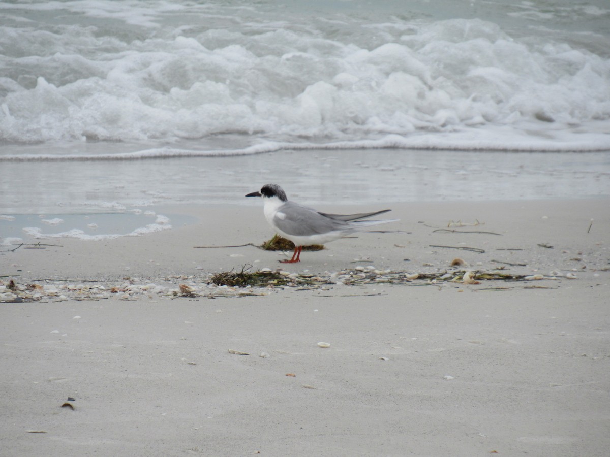 Forster's Tern - Eric Plage