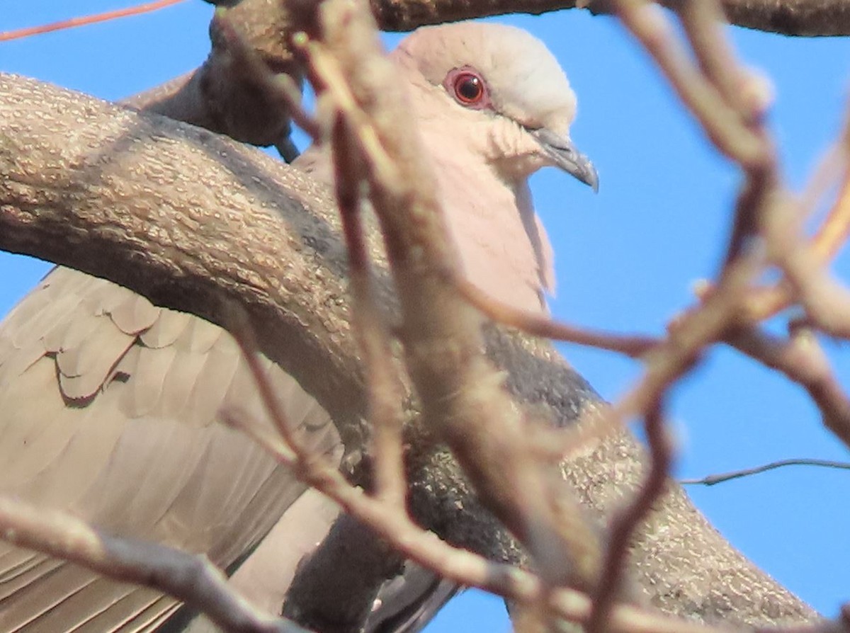 Red-eyed Dove - ML486758891