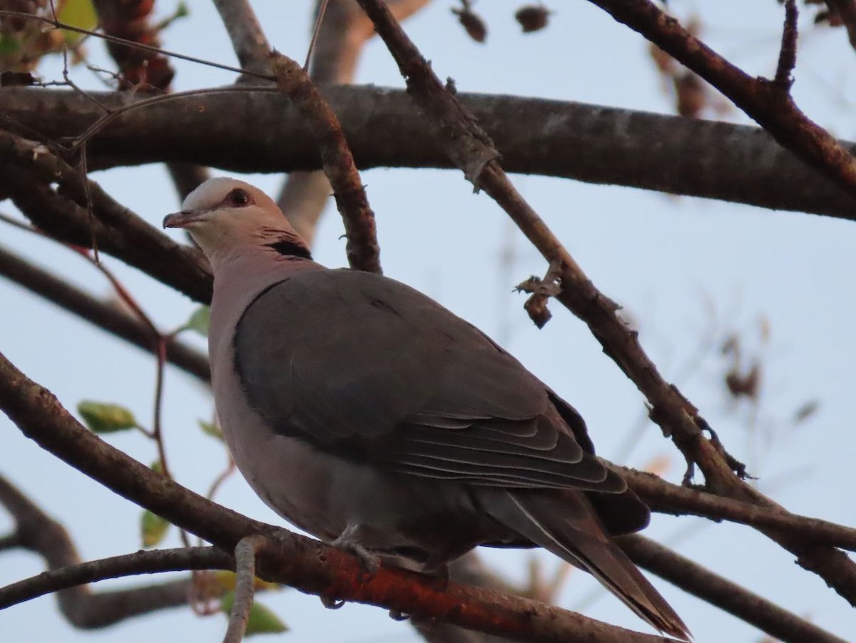 Red-eyed Dove - ML486758901