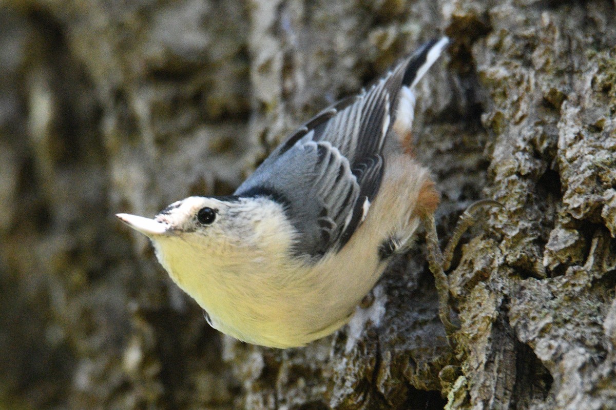 White-breasted Nuthatch - ML486760671