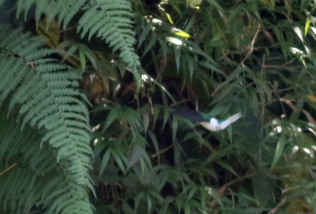 kolibřík purpurovohlavý - ML48676091
