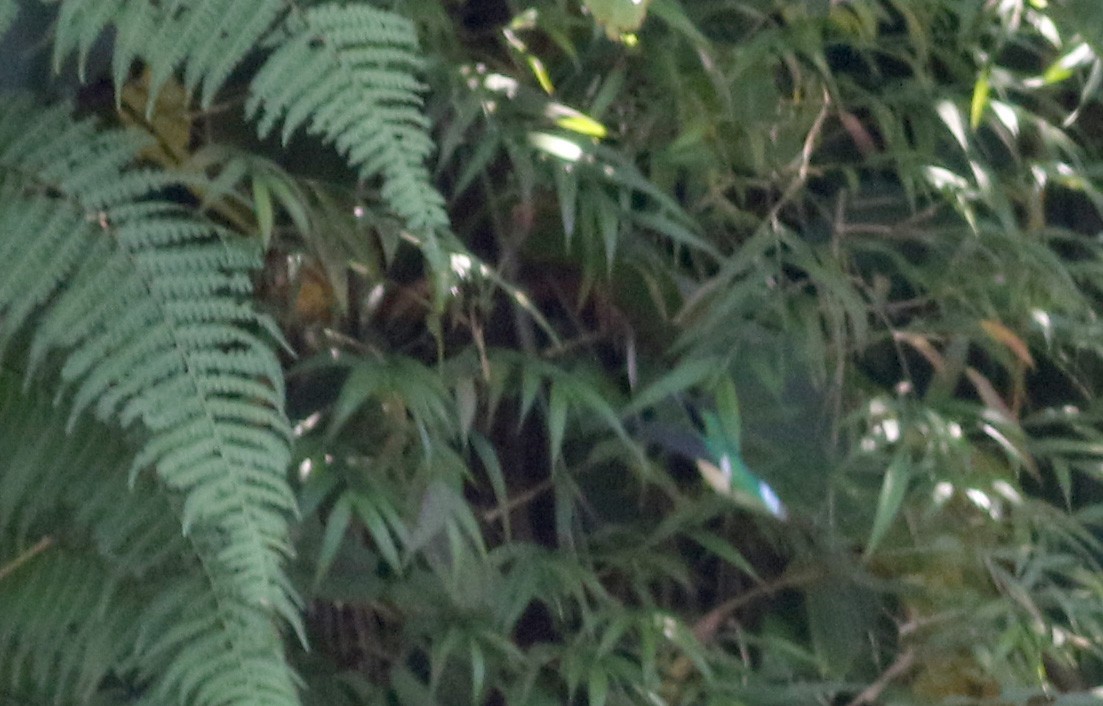 kolibřík purpurovohlavý - ML48676101