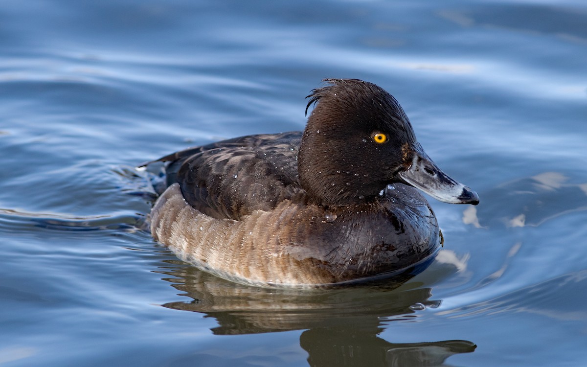 Tufted Duck - ML48676401