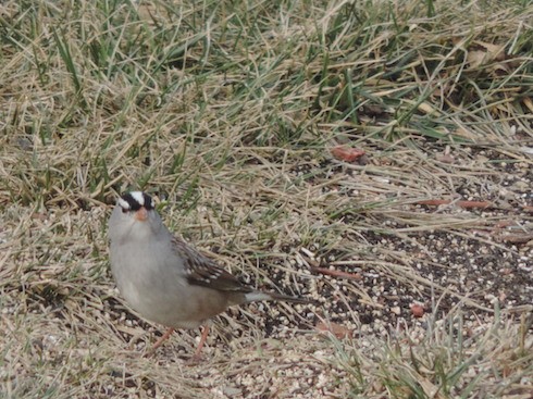 White-crowned Sparrow - Scott Reinhard