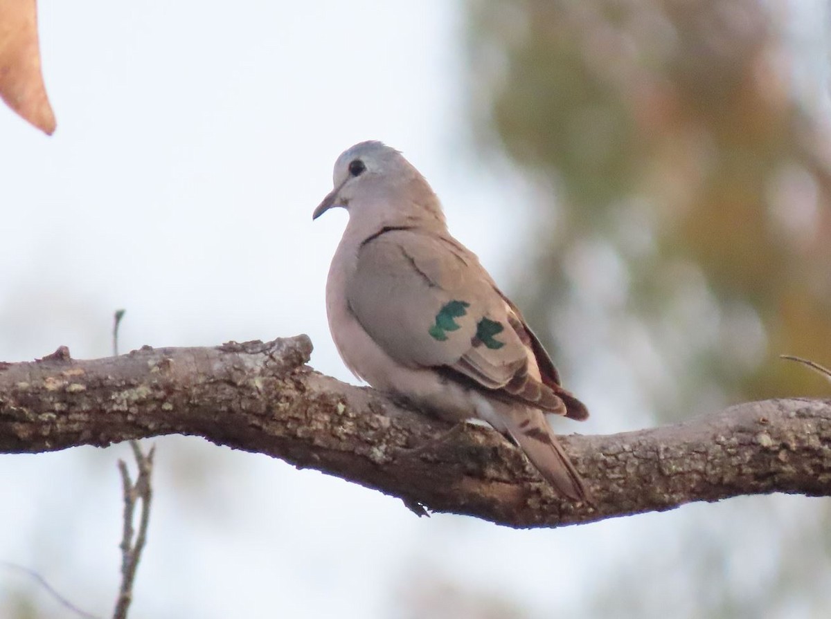 Emerald-spotted Wood-Dove - ML486768531