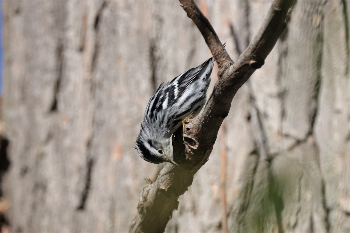 Black-and-white Warbler - ML486772841